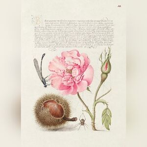 Medieval Botanical Art Print with Pink Flower
